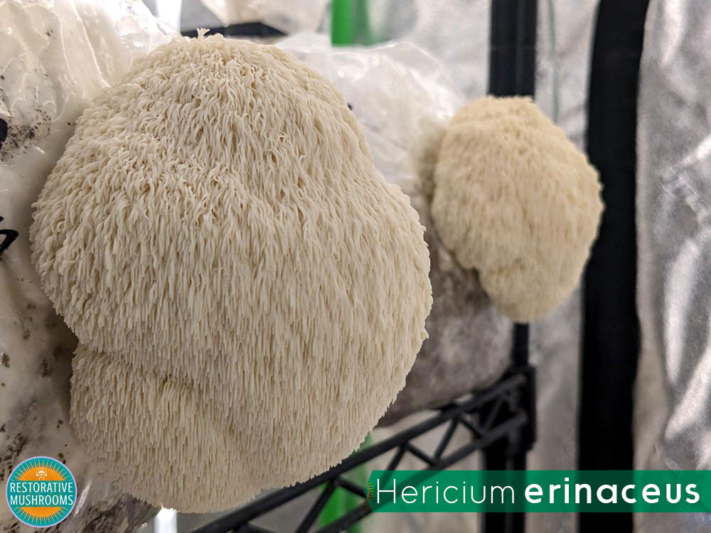 Organic Double Extract Bundle - Reishi & Lion's Mane (2 oz ea)