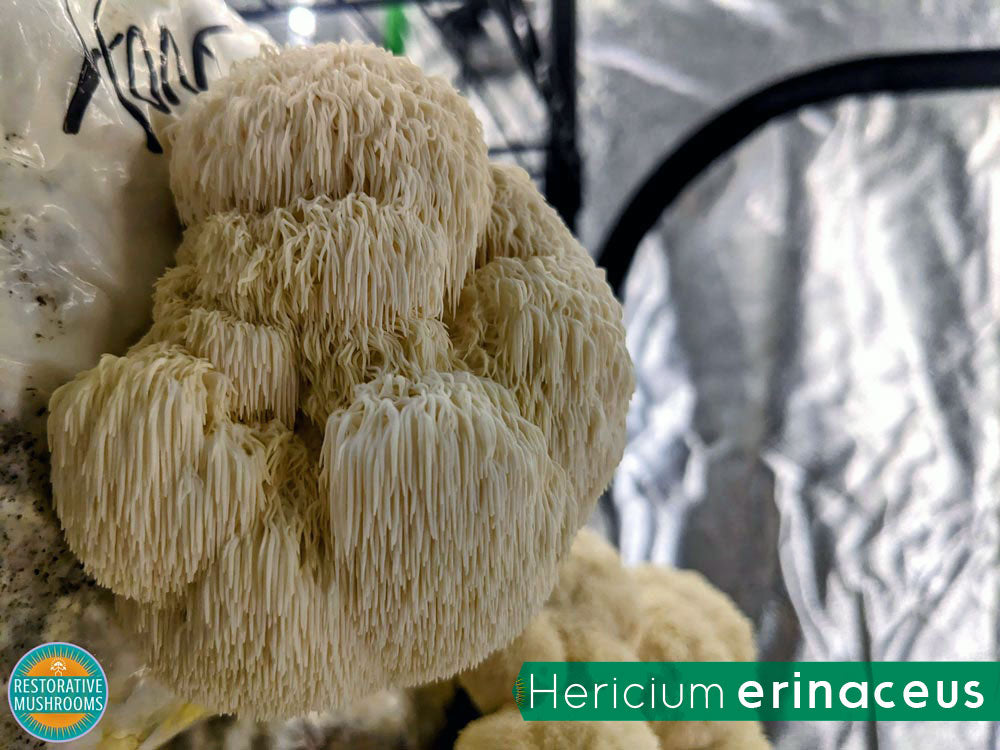 Organic Double Extract Bundle - Reishi & Lion's Mane (2 oz ea)