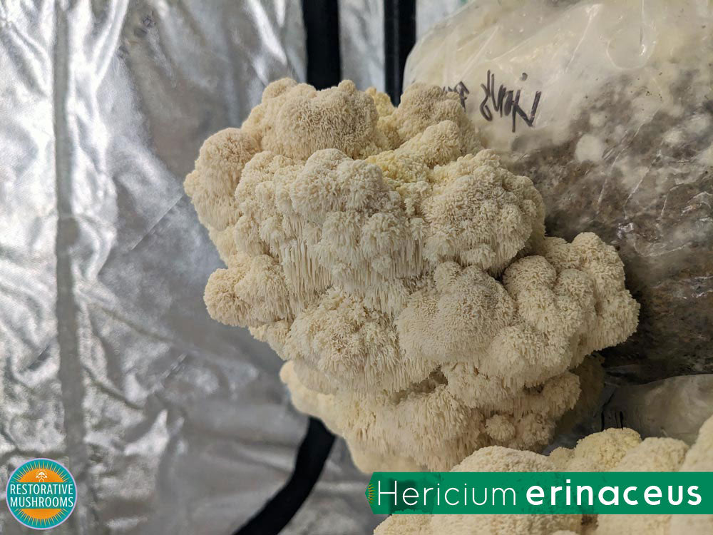 Organic Double Extract Bundle - Reishi & Lion's Mane (2 oz ea)