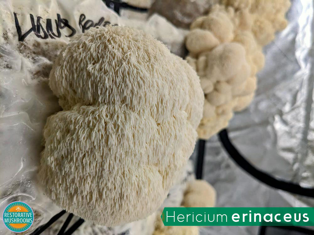 Organic Double Extract Bundle - Reishi & Lion's Mane (2 oz ea)