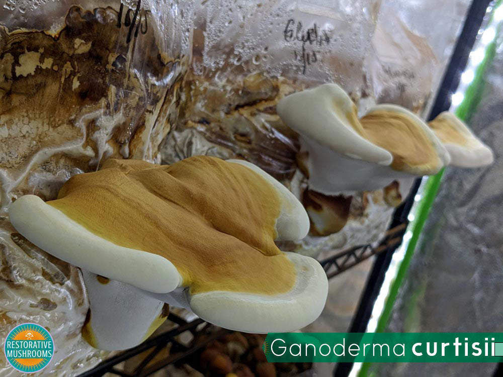 Organic Reishi Double Extract  (2 oz)