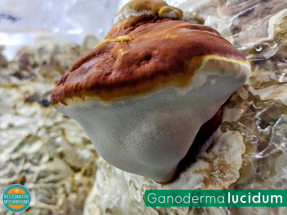 Organic Double Extract Bundle - Reishi & Lion's Mane (2 oz ea)