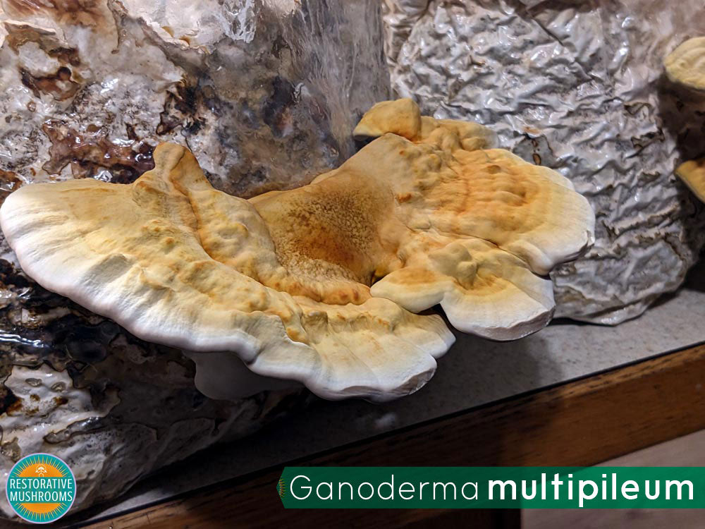 Organic Reishi Tea (2 oz)