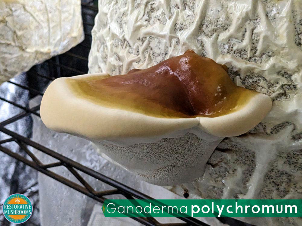 Organic Reishi Double Extract  (2 oz)