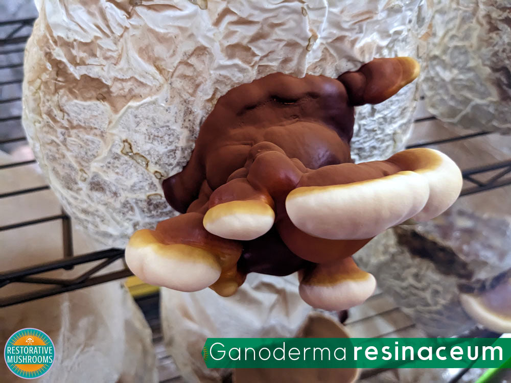 Organic Reishi Tea (2 oz)