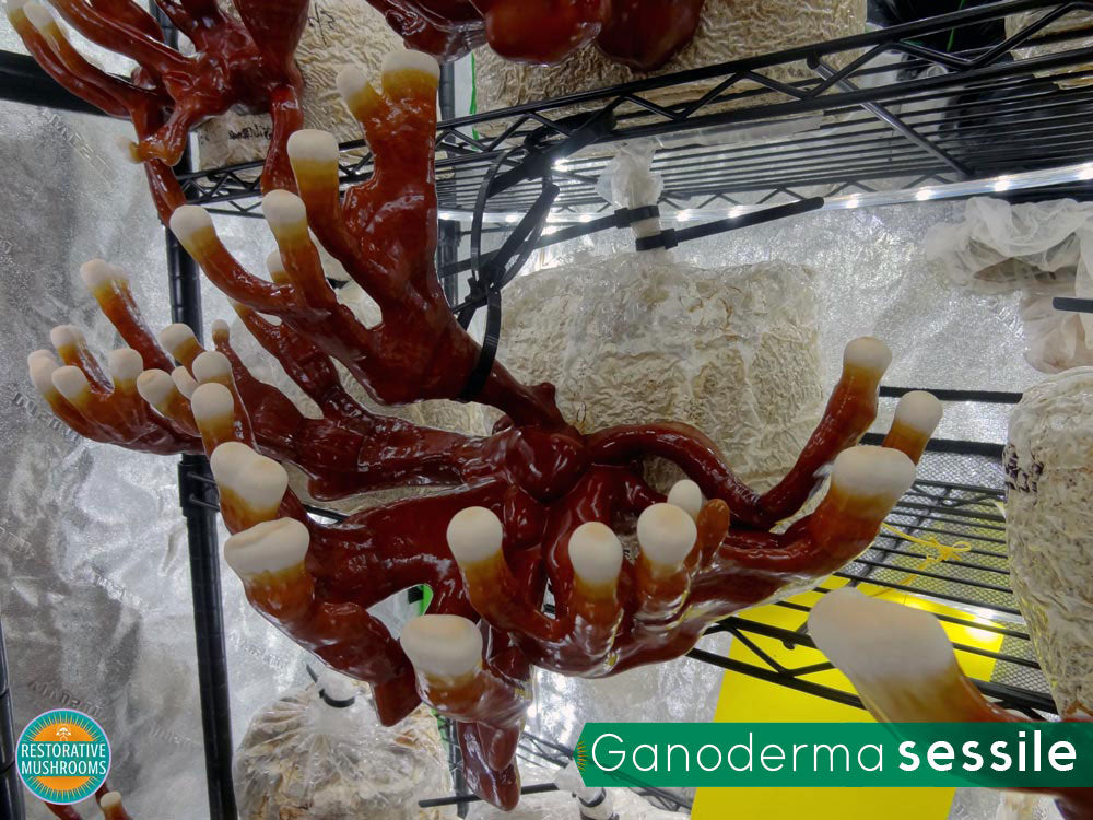 Organic Reishi Tea (2 oz)