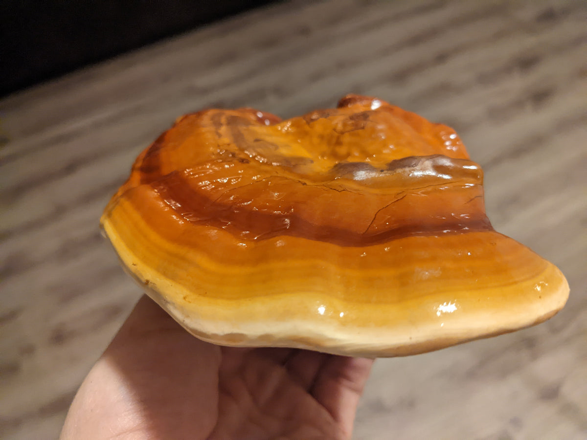 Mp Restoring Items RESTORATIVE MUSHROOMS // Restoring wellness through Functional Fungi ...
